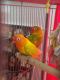 Lovebird Birds for sale in Puxico, MO 63960, USA. price: NA