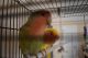 Lovebird Birds for sale in Smithfield, RI 02917, USA. price: NA