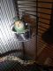 Lovebird Birds for sale in Goodyear, AZ, USA. price: $250