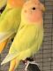Lovebird Birds for sale in Santa Maria, CA, USA. price: NA
