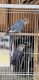Lovebird Birds for sale in Bell Gardens, CA 90201, USA. price: NA