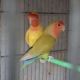 Lovebird Birds for sale in Florida City, FL, USA. price: NA
