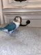 Lovebird Birds for sale in Seattle, WA, USA. price: NA