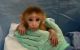 Macaque Animals for sale in Florence, KY, USA. price: NA