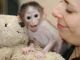Macaque Animals for sale in California City, CA, USA. price: $1,200