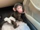 Macaque Animals for sale in 30301 Carter St, Solon, OH 44139, USA. price: NA