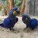 Macaw Birds for sale in New York Times Bldg, 620 8th Ave, New York, NY 10018, USA. price: NA