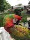 Macaw Birds for sale in Holdrege, NE 68949, USA. price: $1,500