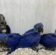 Macaw Birds for sale in Provo, UT, USA. price: NA