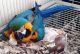 Macaw Birds for sale in Beverly Hills, CA, USA. price: $750
