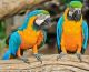 Macaw Birds for sale in Los Angeles, CA, USA. price: NA