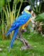 Macaw Birds for sale in New Brunswick, NJ, USA. price: NA