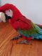 Macaw Birds for sale in NJ-27, Edison, NJ, USA. price: NA
