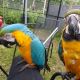 Macaw Birds for sale in Los Angeles, CA, USA. price: $1,500