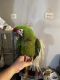 Macaw Birds for sale in Union City, PA 16438, USA. price: NA