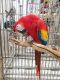 Macaw Birds for sale in NE-95, Nebraska, USA. price: $4,500