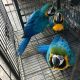 Macaw Birds for sale in Provo, UT, USA. price: NA
