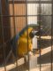Macaw Birds for sale in Orlando, FL, USA. price: $3,500