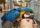 Macaw Birds for sale in S Los Angeles St, Los Angeles, CA 90021, USA. price: $500