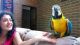 Macaw Birds for sale in Los Angeles, CA, USA. price: $600