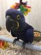 Macaw Birds for sale in Bentley, MI 48613, USA. price: NA