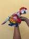 Macaw Birds for sale in Forest Hills, Queens, NY 11375, USA. price: NA
