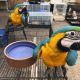 Macaw Birds for sale in Cornelia St, New York, NY 10014, USA. price: NA