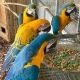 Macaw Birds for sale in Vancouver, BC, Canada. price: $800