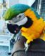 Macaw Birds for sale in Los Angeles, CA, USA. price: $3,500