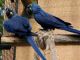 Macaw Birds for sale in Los Angeles, CA, USA. price: $1,000