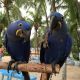 Macaw Birds for sale in Chicago, IL, USA. price: $1,000