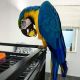 Macaw Birds for sale in Los Angeles, CA, USA. price: $1,500