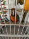 Macaw Birds for sale in Rochester, NY, USA. price: $6,500