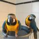 Macaw Birds for sale in Atlanta, GA, USA. price: $1,500