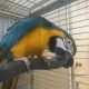 Macaw Birds for sale in Honolulu, Hawaii. price: $550
