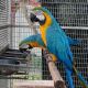 Macaw Birds for sale in Alamo, Georgia. price: $450