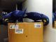 Macaw Birds for sale in Hanamaulu, Hawaii. price: $450