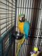 Macaw Birds for sale in Springfield, IL, USA. price: $388