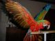 Macaw Birds for sale in Vancouver, BC, Canada. price: NA