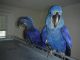 Macaw Birds for sale in Brits, South Africa. price: 12000 ZAR