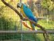 Macaw Birds for sale in El Paso, TX, USA. price: NA