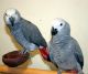 Macaw Birds for sale in Savannah, GA, USA. price: NA