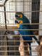 Macaw Birds for sale in Alexandria NSW 2015, Australia. price: NA