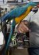 Macaw Birds for sale in 230 Molson Ave, Saint John, NB E2M 3J3, Canada. price: NA