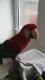 Macaw Birds for sale in Mississauga, ON, Canada. price: NA