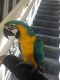 Macaw Birds for sale in Hookstown Grade Rd, Clinton, PA 15026, USA. price: $300