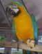 Macaw Birds for sale in Hookstown Grade Rd, Clinton, PA 15026, USA. price: $400