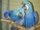Macaw Birds for sale in Allentown, PA 18103, USA. price: $500