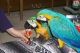 Macaw Birds for sale in Allentown, PA 18103, USA. price: $500