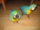 Macaw Birds for sale in St. Louis, MO, USA. price: $400